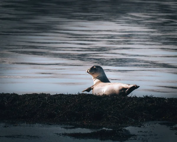 A Islândia sela na água. Relaxe na alga. Rochas, animais no habitat da natureza Ao longo da costa do Mar do Norte — Fotografia de Stock