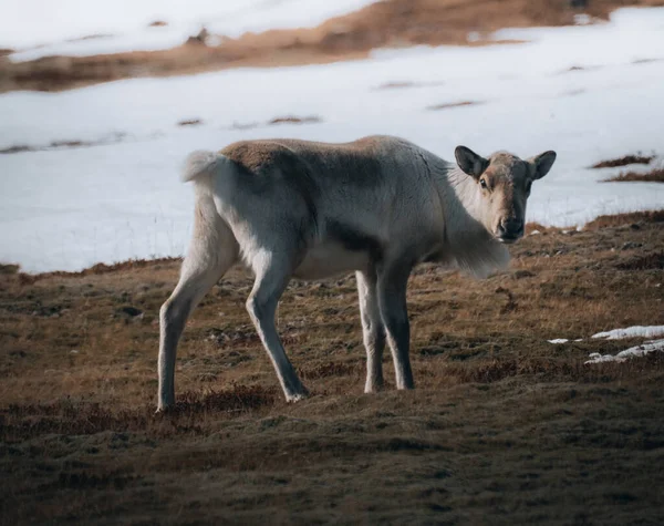 Lonely wild and calm reindeer in cold mountains in Iceland. Winter scenery with snow. — Photo