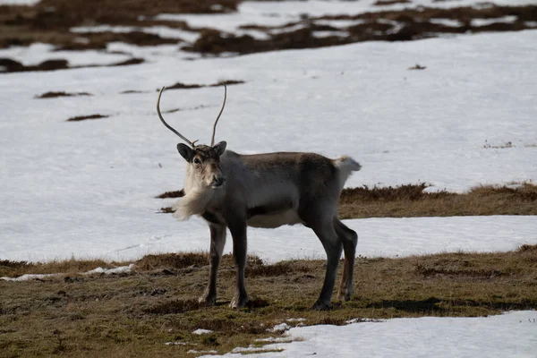 Lonely wild and calm reindeer in cold mountains in Iceland. Winter scenery with snow. — Foto de Stock