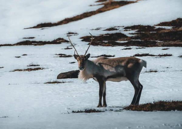 Renna solitaria selvaggia e calma nelle fredde montagne islandesi. Paesaggio invernale con neve. — Foto Stock