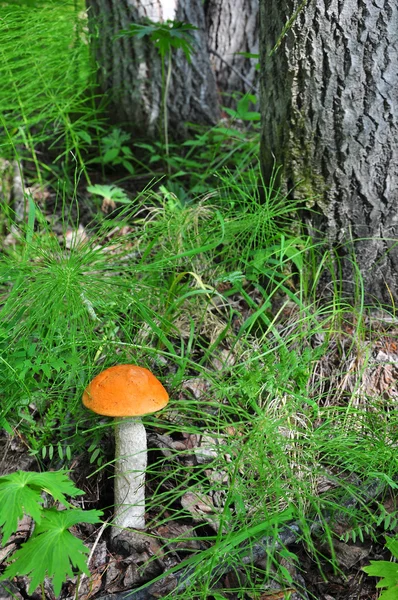 Boletus arancio-cap nella foresta Foto Stock