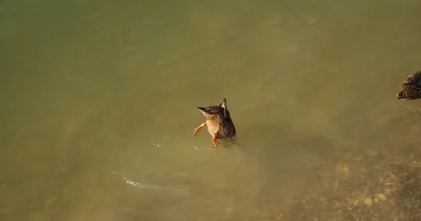 Szare kaczki nurkują pod wodą podczas karmienia — Wideo stockowe