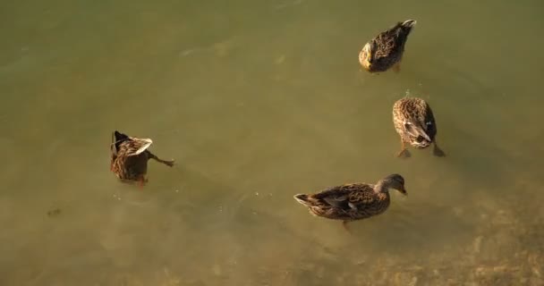 Gray ducks dive under water while feeding — Stock Video