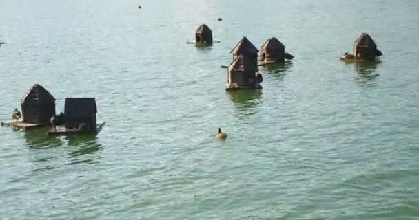 Ankhus på sjön, ankor simmar på vattnet — Stockvideo