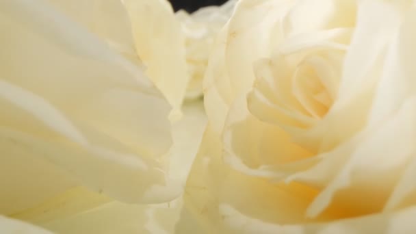 Natural background. extreme close-up of detailed white roses — Wideo stockowe