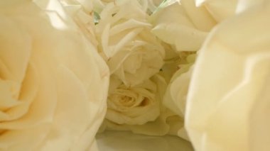 natural background. extreme close-up of detailed white roses