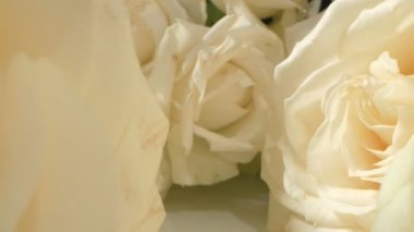 natural background. extreme close-up of detailed white roses