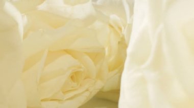 natural background. extreme close-up of detailed white roses