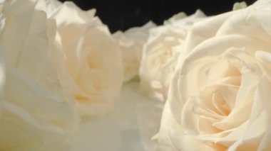 natural background. extreme close-up of detailed white roses.
