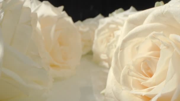 Natural Background Extreme Close Detailed White Roses — 图库视频影像