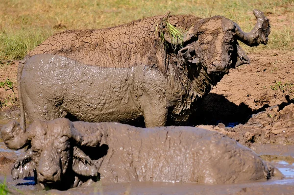진흙에서 물소의 한 쌍 — 스톡 사진