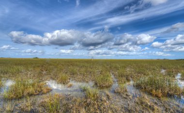 doğal peyzaj florida everglades