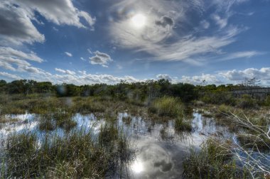 Scenic landscape Florida Everglades clipart