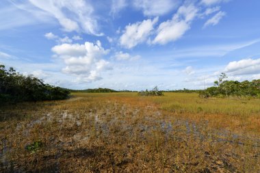 Scenic landscape Florida Everglades clipart