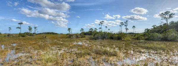 Γραφικό τοπίο Φλώριδα everglades — Φωτογραφία Αρχείου