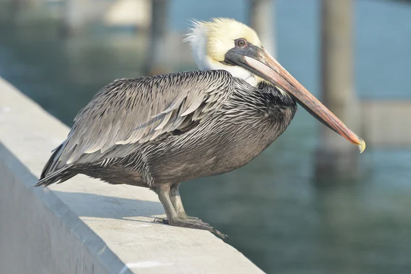 Коричневый пеликан во Флориде — стоковое фото