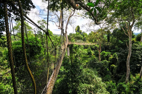 Caminhada de dossel do Parque Nacional Kakum — Fotografia de Stock