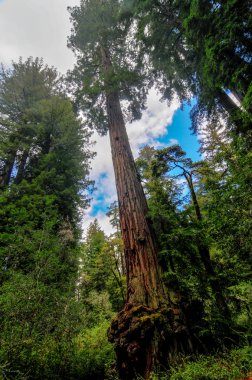 California Sequoia Trees