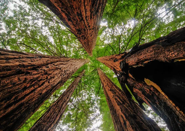 Каліфорнія секвоядендрон дерев — стокове фото