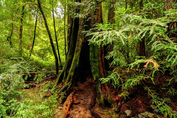 California Sequoia Trees — Stock Photo, Image