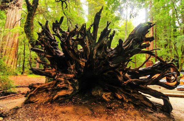 Düşmüş california sekoya ağacı — Stok fotoğraf