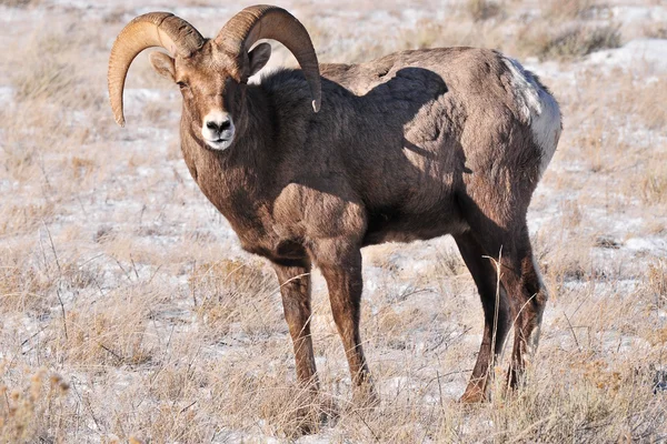 Ovejas Bighorn — Foto de Stock