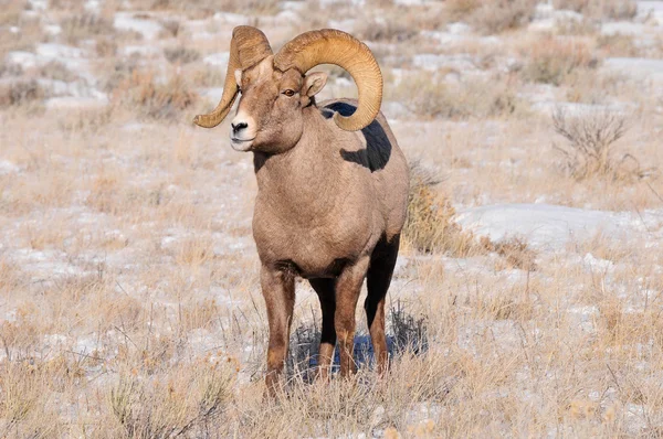 Ovejas Bighorn — Foto de Stock