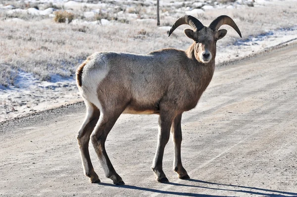 Bighorn Sheep — Stock Photo, Image