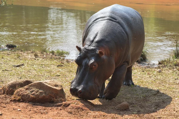 Hippopotamus in Mlilwane Wildlife Sanctuary. — Stock Photo, Image