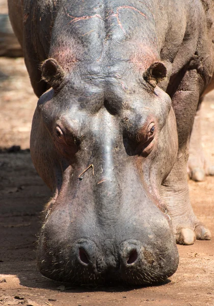 Hippopotamus in Mlilwane Wildlife Sanctuary. — Stock Photo, Image