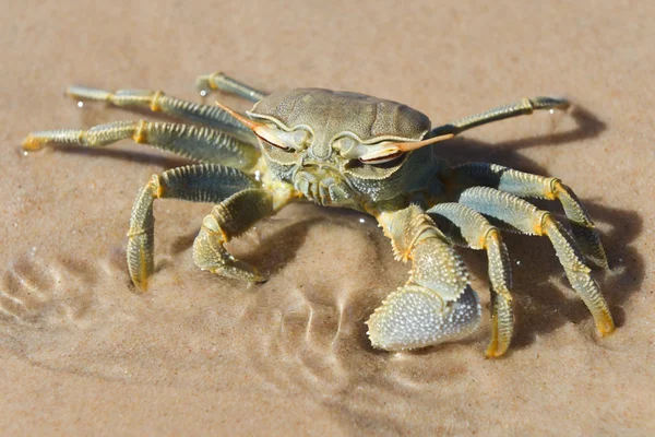 Bazaturo eiland — Stockfoto