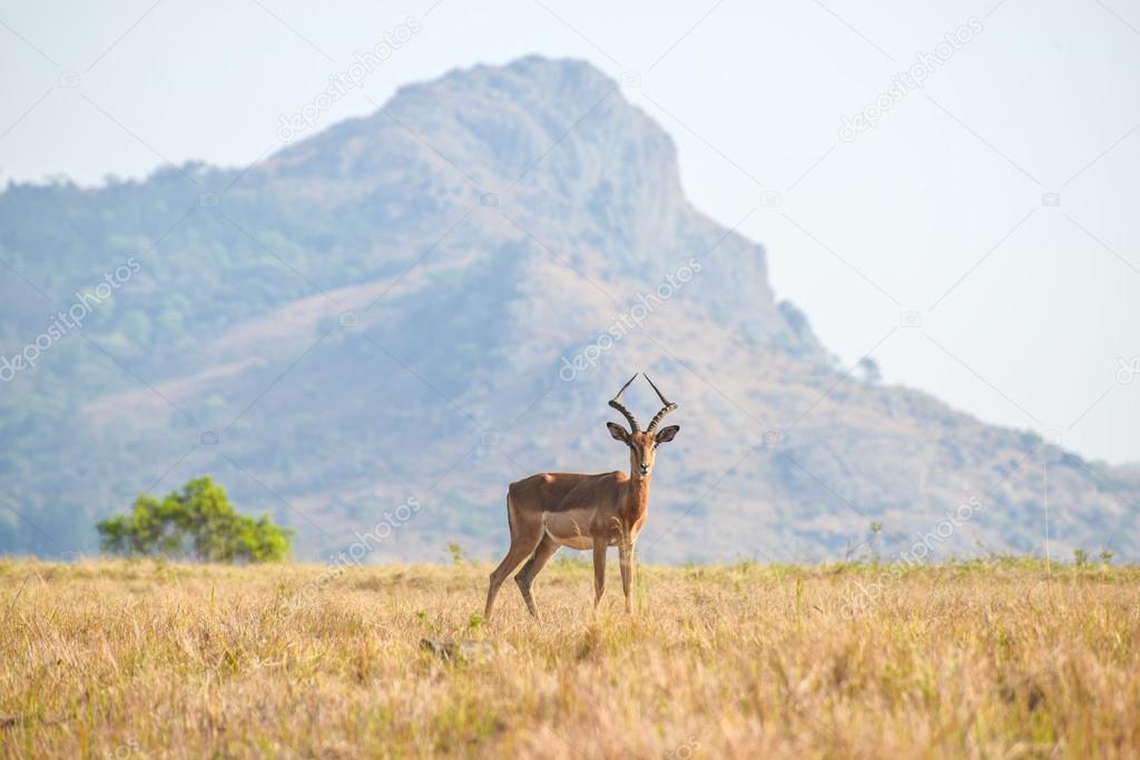 Gazelle in Mlilwane Game Reserve