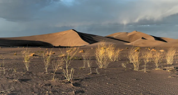 Dune di sabbia lungo il deserto dell'Amargosa al tramonto — Foto Stock