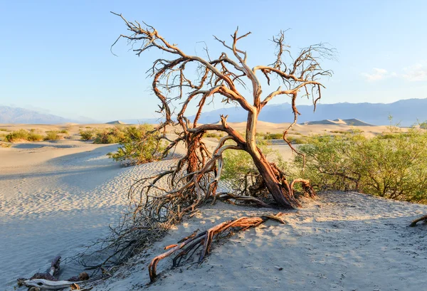 Mesquite platt sanddyner, death valley — Stockfoto