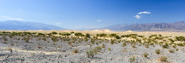 豆科灌木平沙丘，死亡谷 — 图库照片
