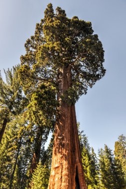 Sentinel, Sequoia National Park