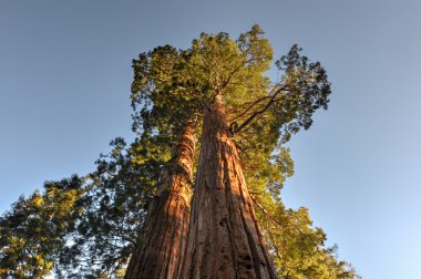 Merged Giant Sequoia Trees clipart