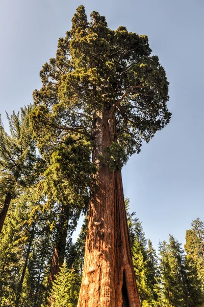 Centinela, Parque Nacional Sequoia — Foto de Stock