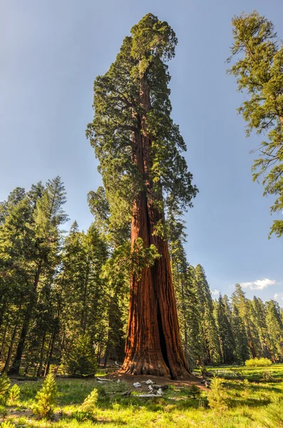 Parc national de Sequioa — Photo