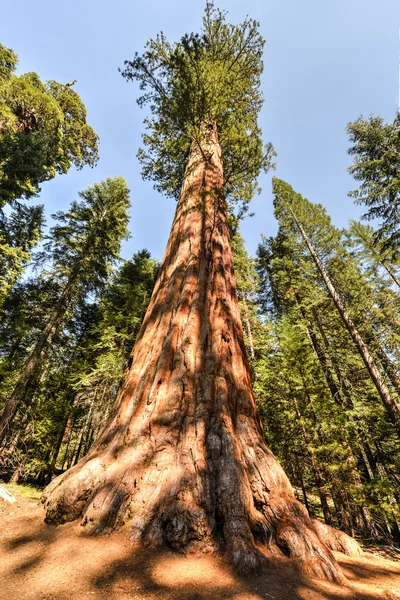 Sequioa nationalpark — Stockfoto