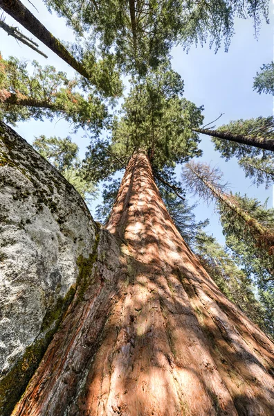 Sequioa nationalpark — Stockfoto