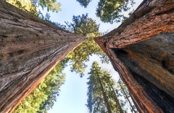 sequioa Milli Parkı