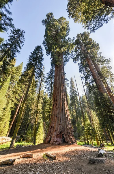 Parque Nacional de Sequioa — Foto de Stock