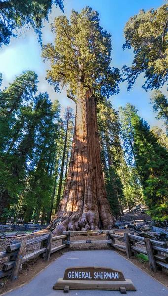 General Sherman Sequoia Tree — Stock Photo, Image