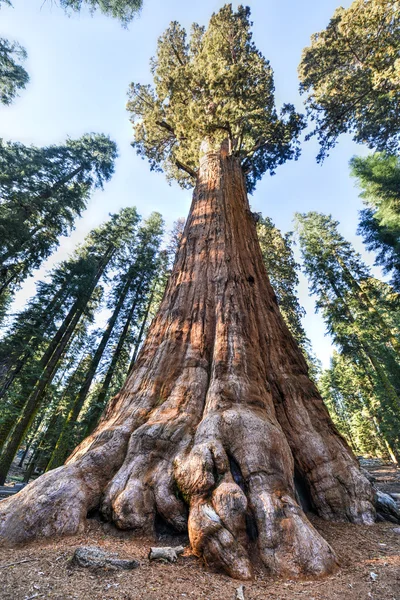Γενική sherman sequoia δέντρο — Φωτογραφία Αρχείου