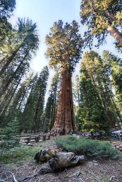 Árbol de secoya de general sherman — Foto de Stock