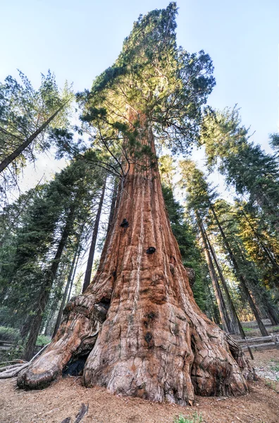 Γενικής επιχορήγησης sequoia δέντρο, εθνικό πάρκο kings canyon — Φωτογραφία Αρχείου