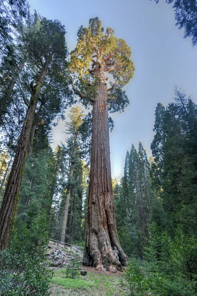 Γενικής επιχορήγησης sequoia δέντρο, εθνικό πάρκο kings canyon — Φωτογραφία Αρχείου