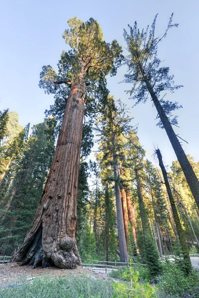Γενικής επιχορήγησης sequoia δέντρο, εθνικό πάρκο kings canyon — Φωτογραφία Αρχείου