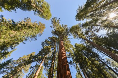 SEQUOIAS Mariposa Grove, Yosemite Milli Parkı